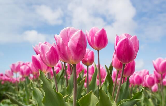 10 valentine flowers Tulips