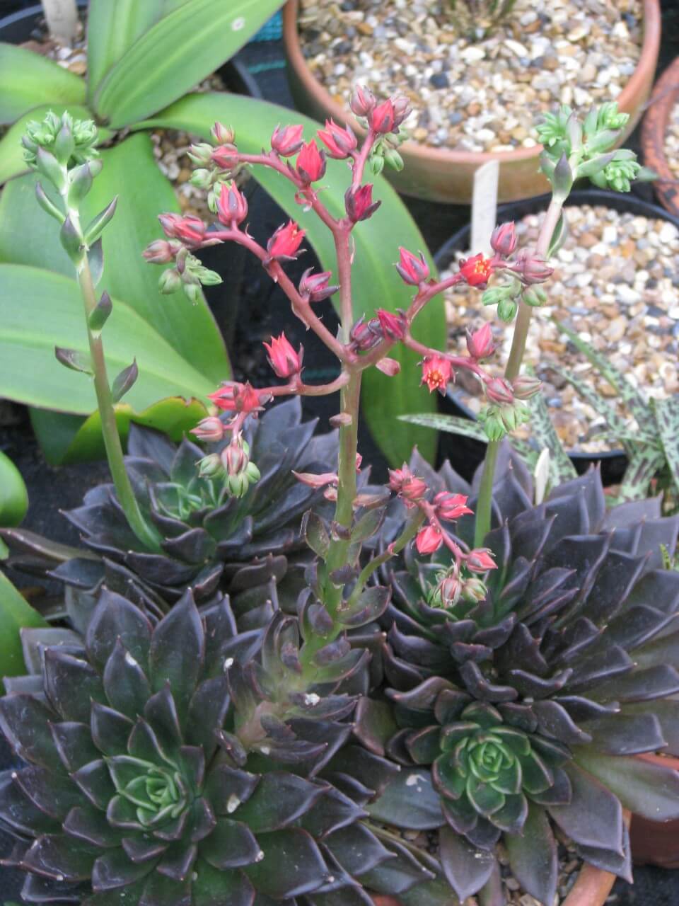 Echeveria Black Knight