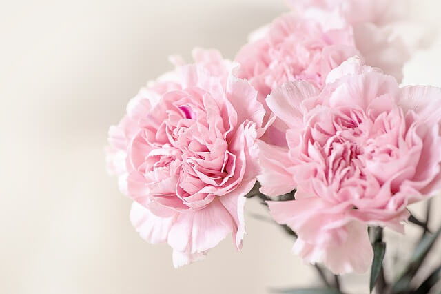 14 valentine flowers Carnations