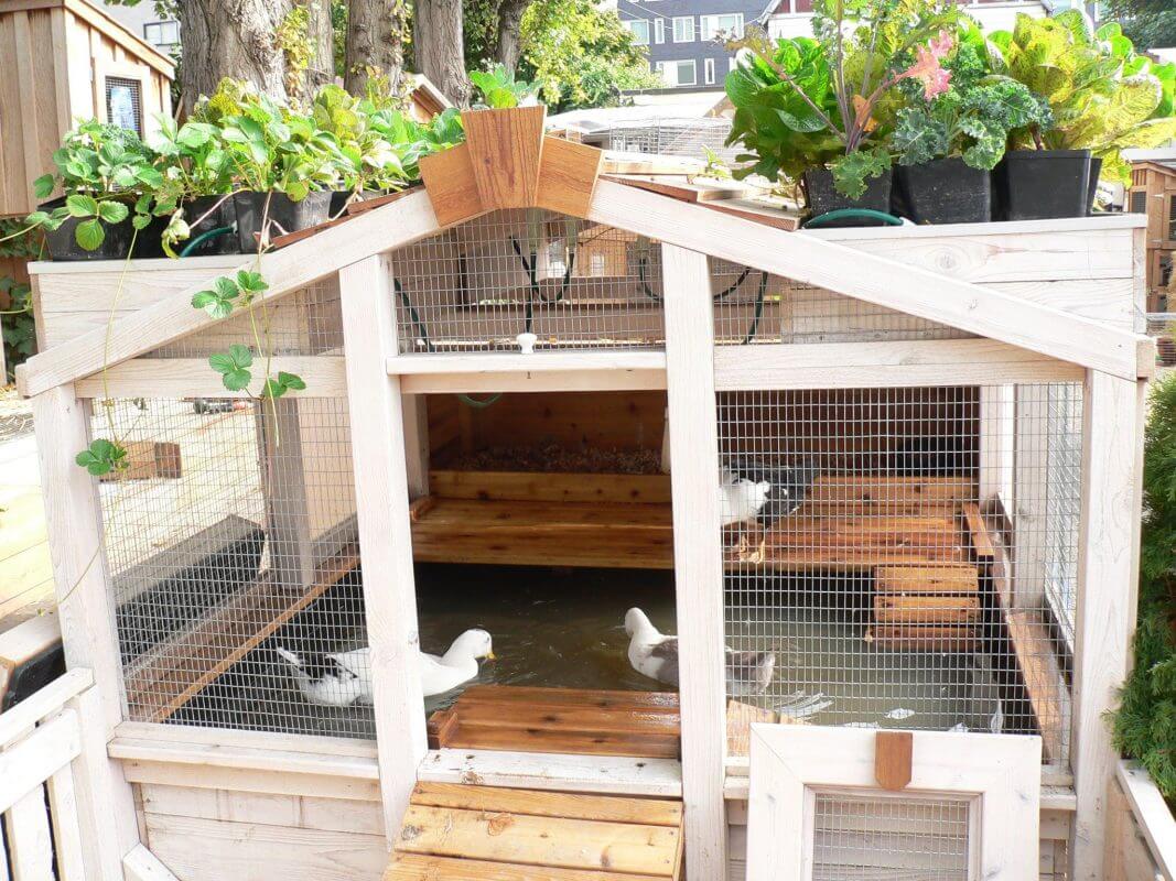 Consider Building a Duckponic