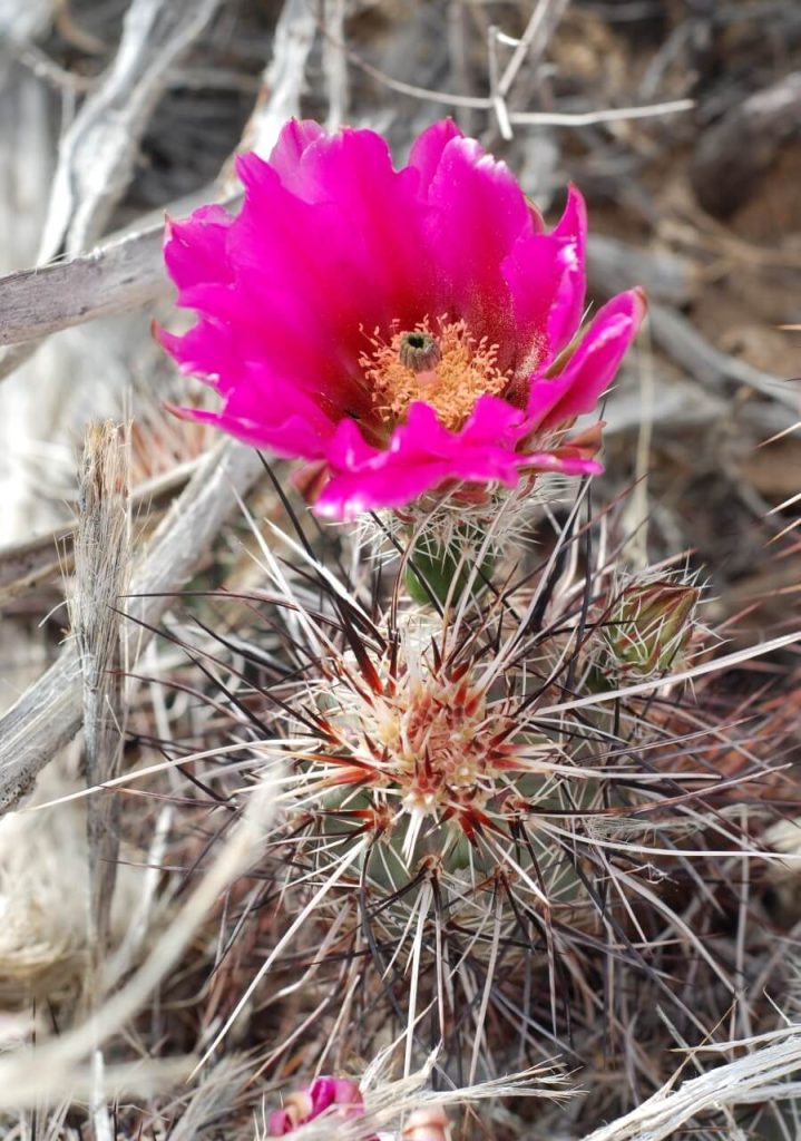 Hedgehog Cactus (Echinocereus engelmannii)
