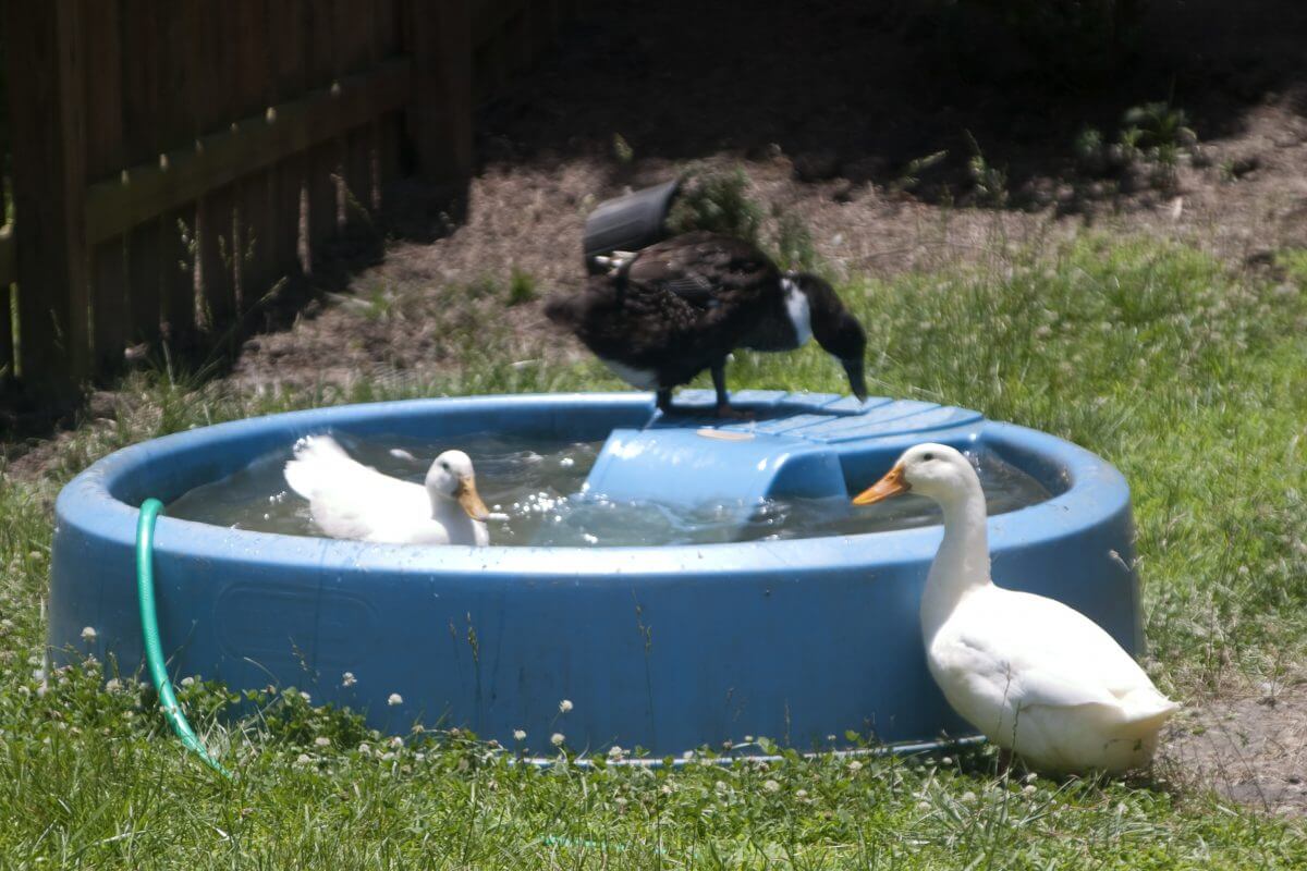 A Blue Backyard Pond