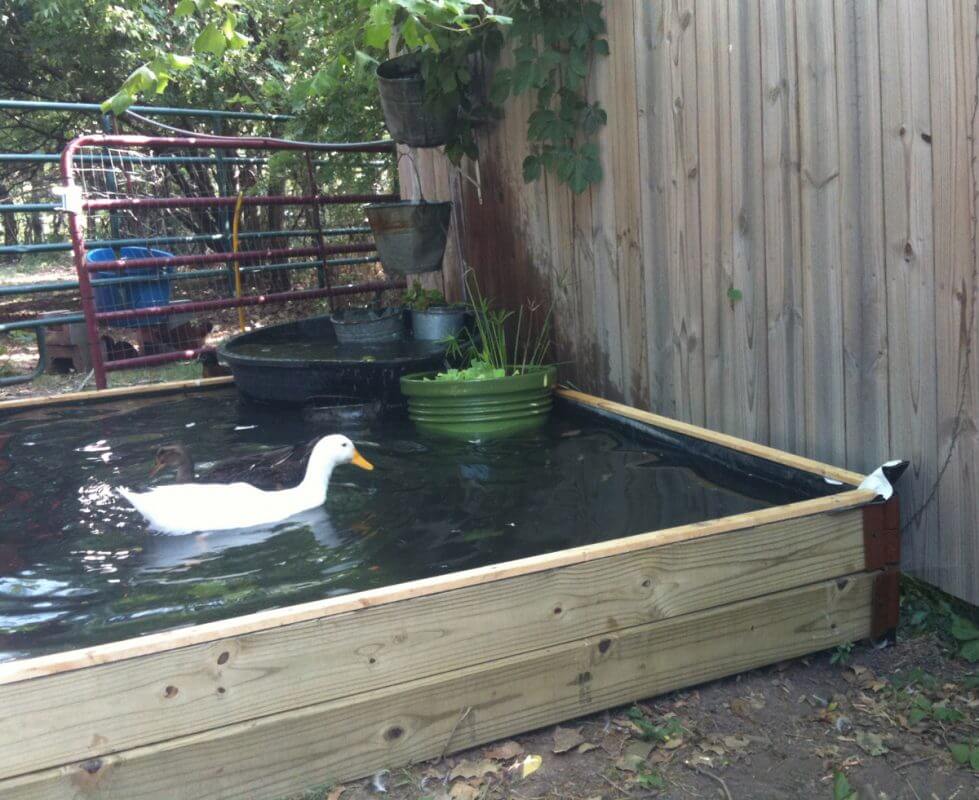 A No-Dig Backyard Duck Pond