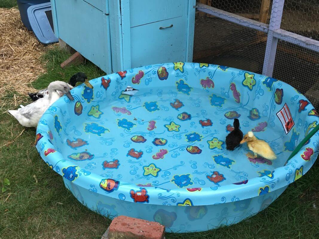 Sea Pond Idea