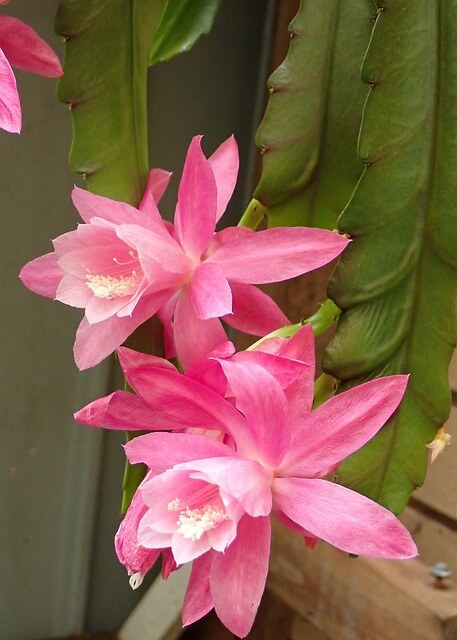 Orchid Cactus (Disocactus ackermannii)