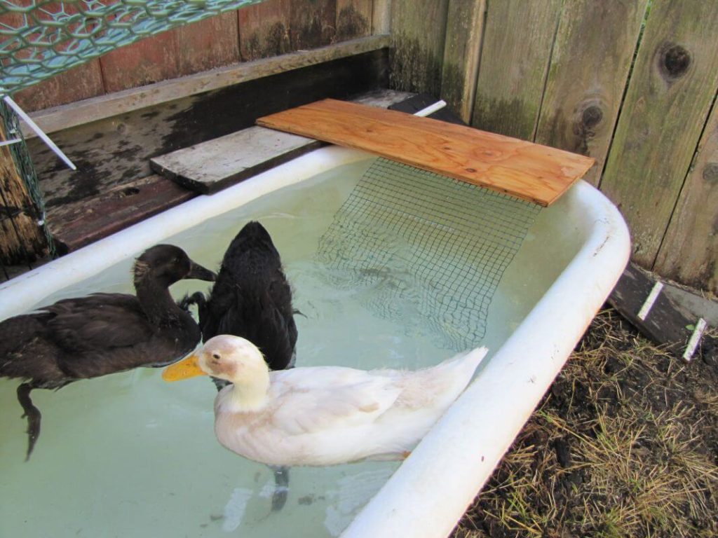 Using a Bathtub As a Duck Pond