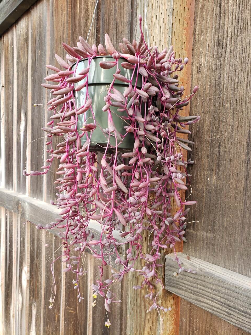 Othonna capensis 'Ruby Necklace'