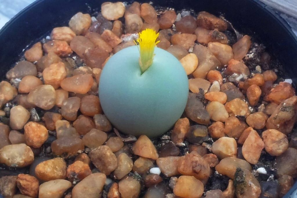 Conophytum Calculus (Marble Buttons)