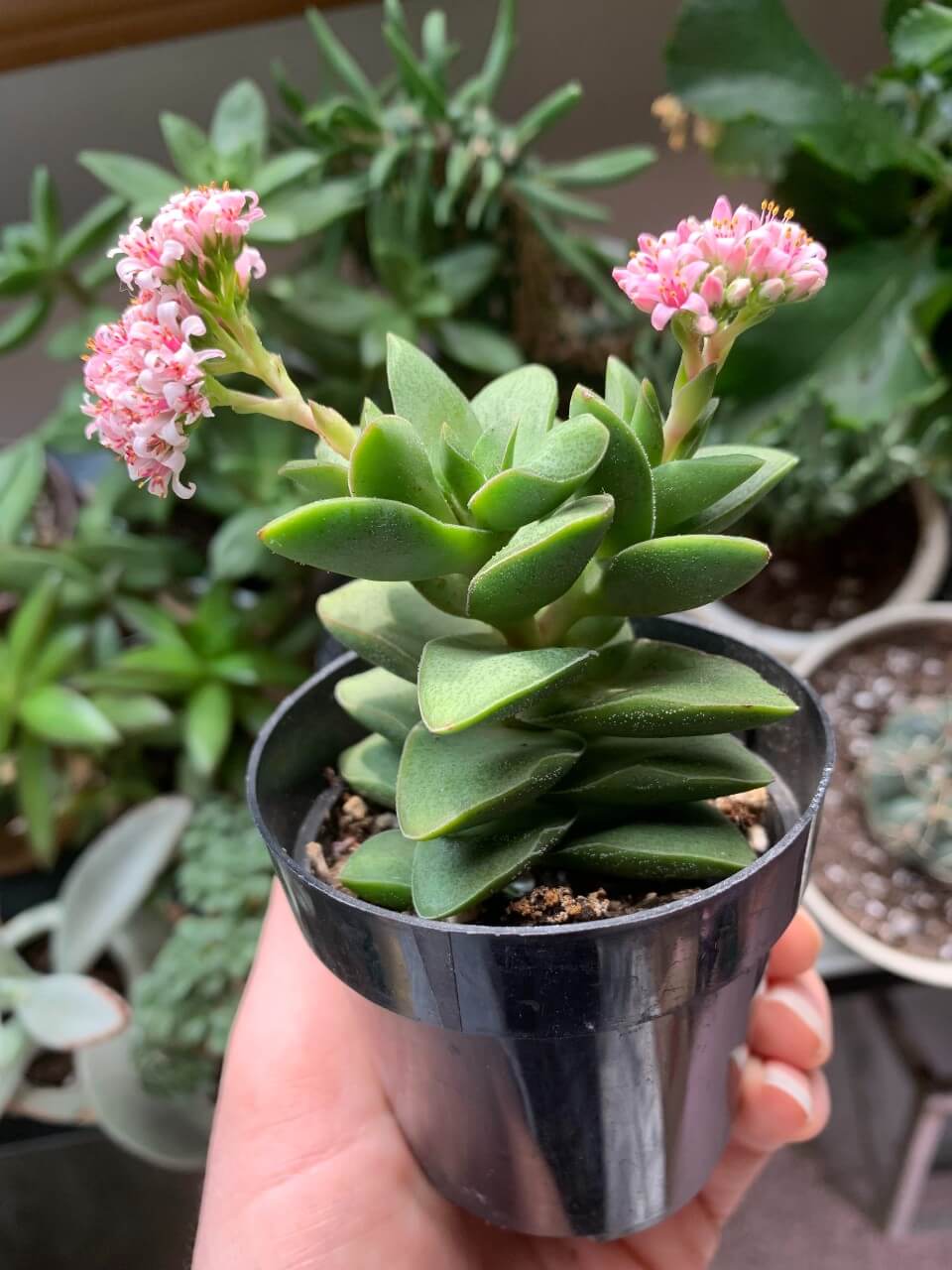 Crassula 'Springtime'