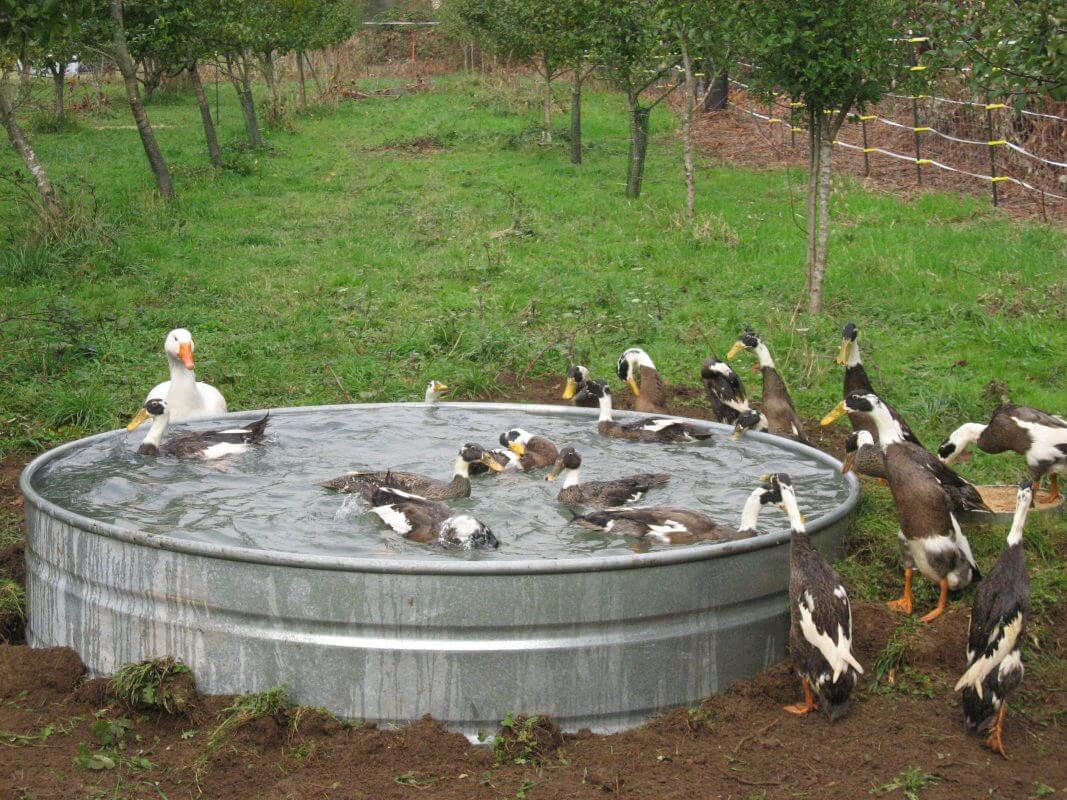 Go for a Large Galvanized Tank