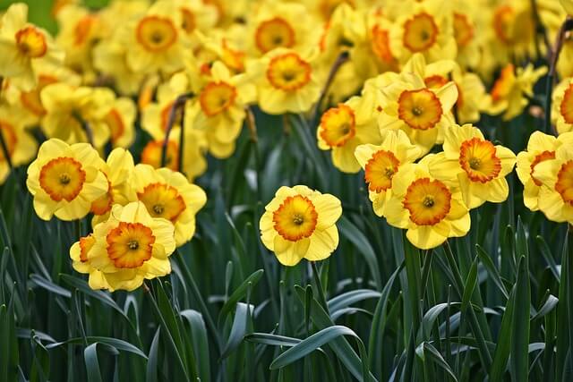 8 valentine flowers Daffodils