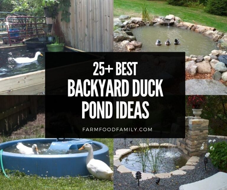 25+ Awesome Backyard Duck Pond Ideas and Designs