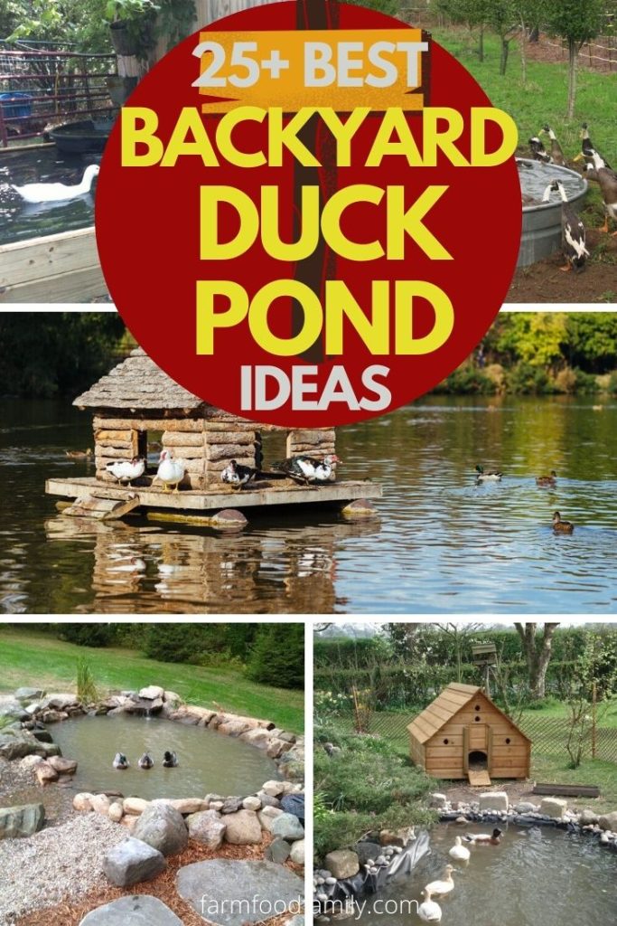 best backyard duck pond ideas