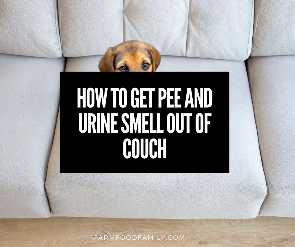 Get And Urine Smell Out Of Couch, How To Get Rid Of Urine Smell On Leather Sofa