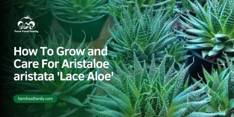 How To Grow and Care For Aristaloe aristata ‘Lace Aloe’