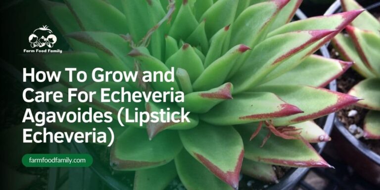 How To Grow and Care For Echeveria Agavoides (Lipstick Echeveria)