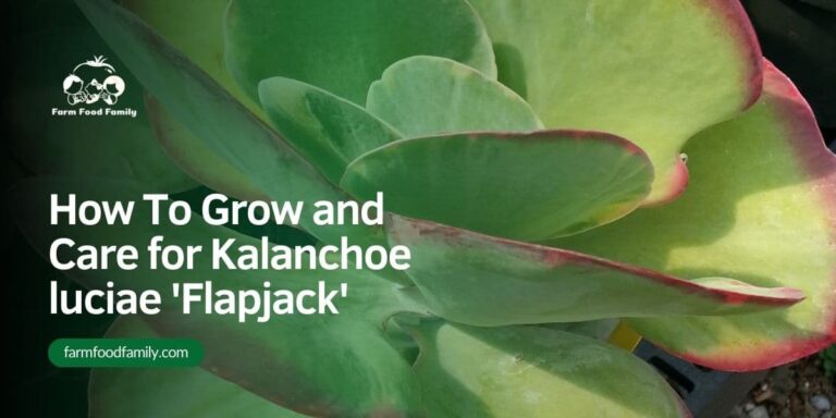 How To Grow and Care for Kalanchoe luciae ‘Flapjack’