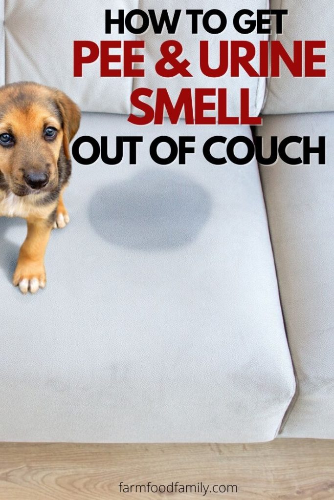 how to get urine smell out of couch