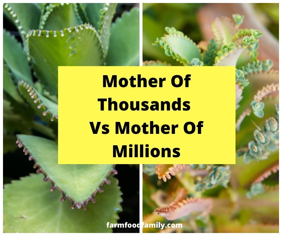 Mother Of Millions, Chandelier Plant Benefits