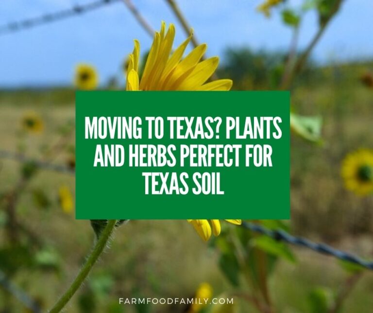 Moving to Texas? Plants and Herbs Perfect for Texas Soil