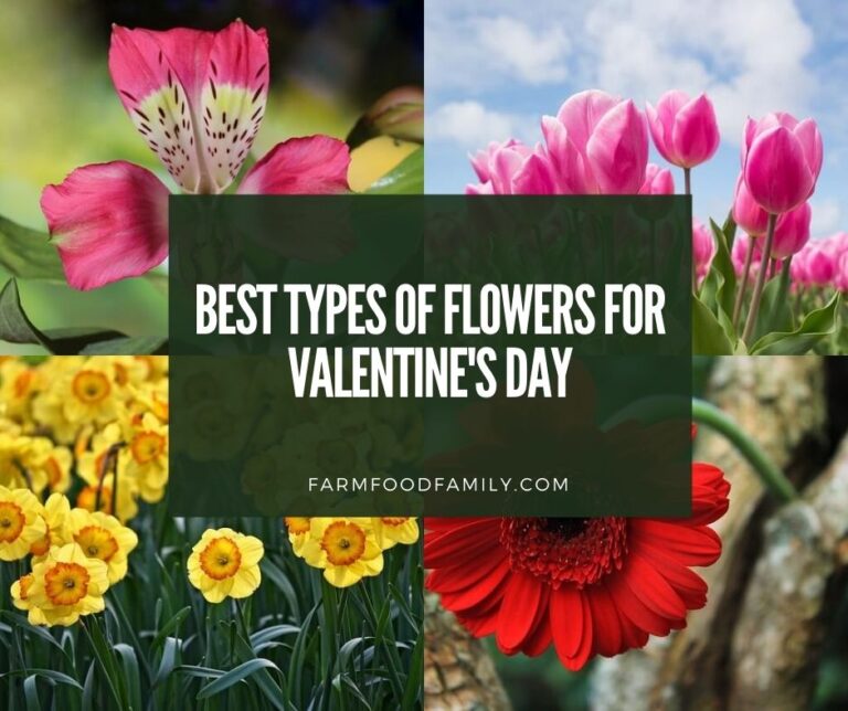 15 Types Of Flowers For Valentine’s Day
