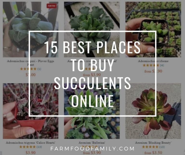 15 Best Places To Buy Succulents Online