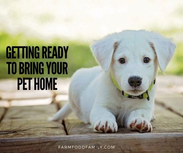 Getting Ready to Bring Your Pet Home