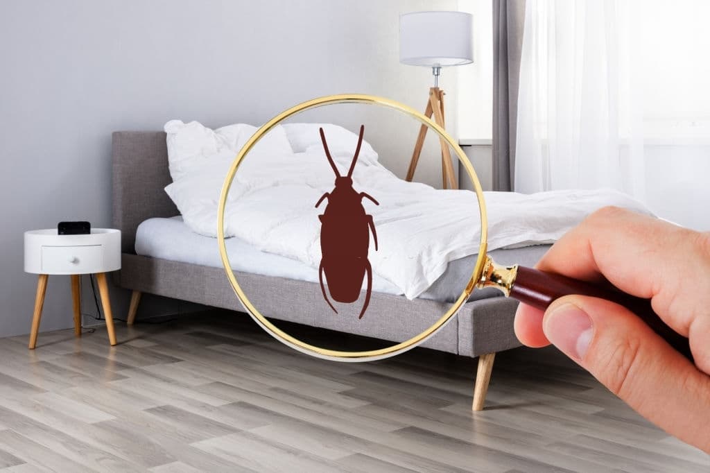 cockroach in bedroom