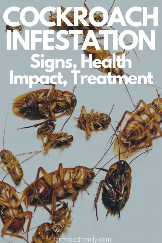 cockroach infestation signs