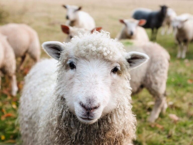 How to Improve the Lives of Farm Animals