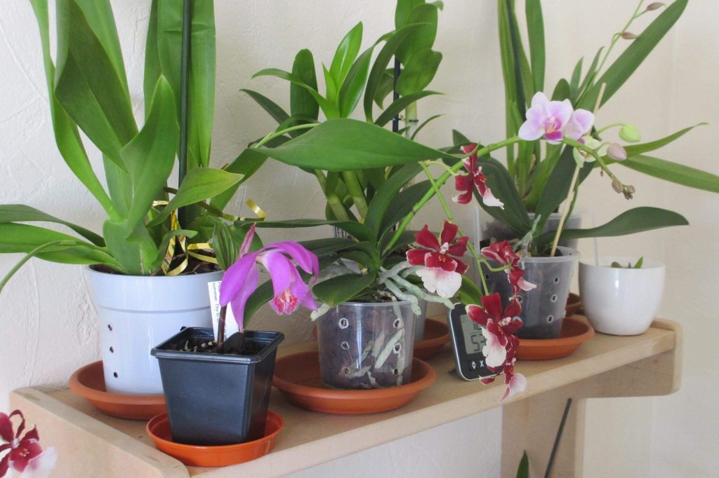 fertilizing orchids tips