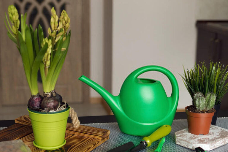 Learning How To Fertilize Orchids