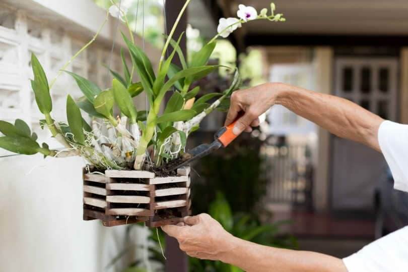 step by step fertilizing orchids