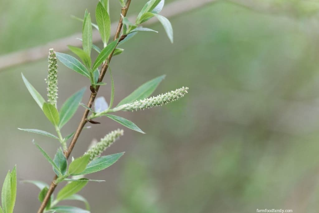 1 Almond Willow Salix Triandra