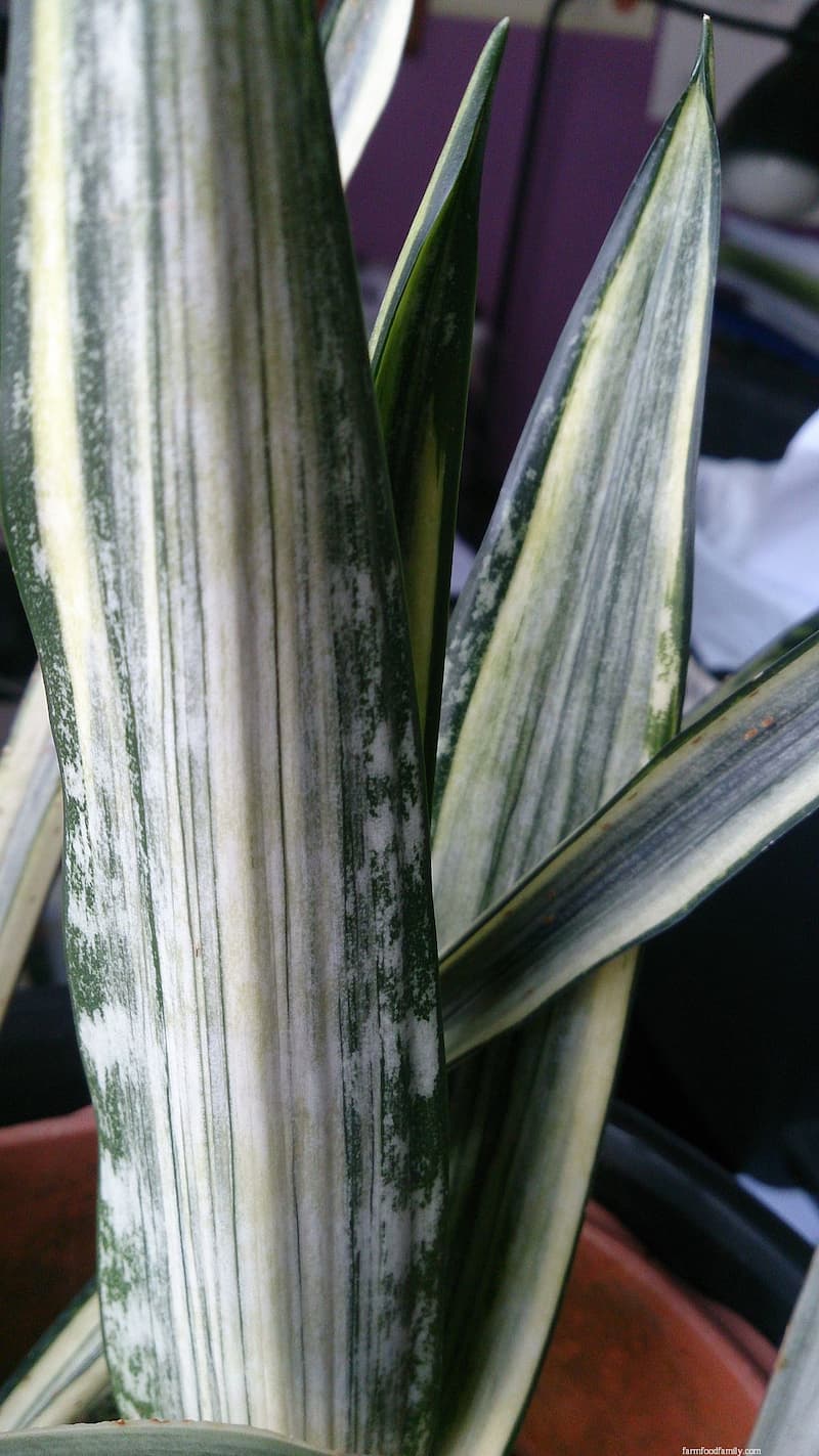 Sansevieria 'Bantel's sensation'