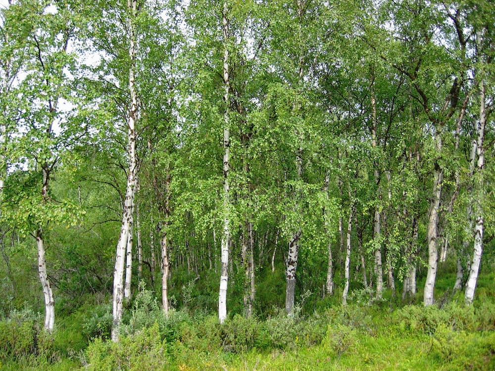 1 bog birch