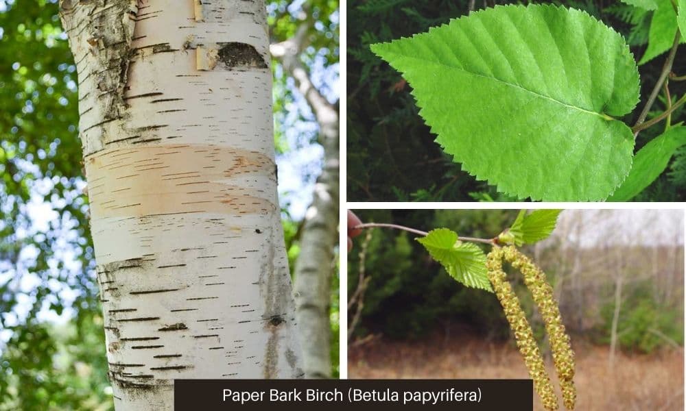 Paper Bark Birch (Betula papyrifera) bark, leaves, flowers