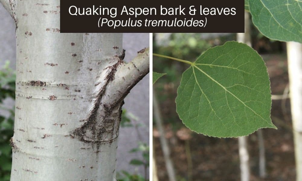 10 quaking aspen poplar leaves bark
