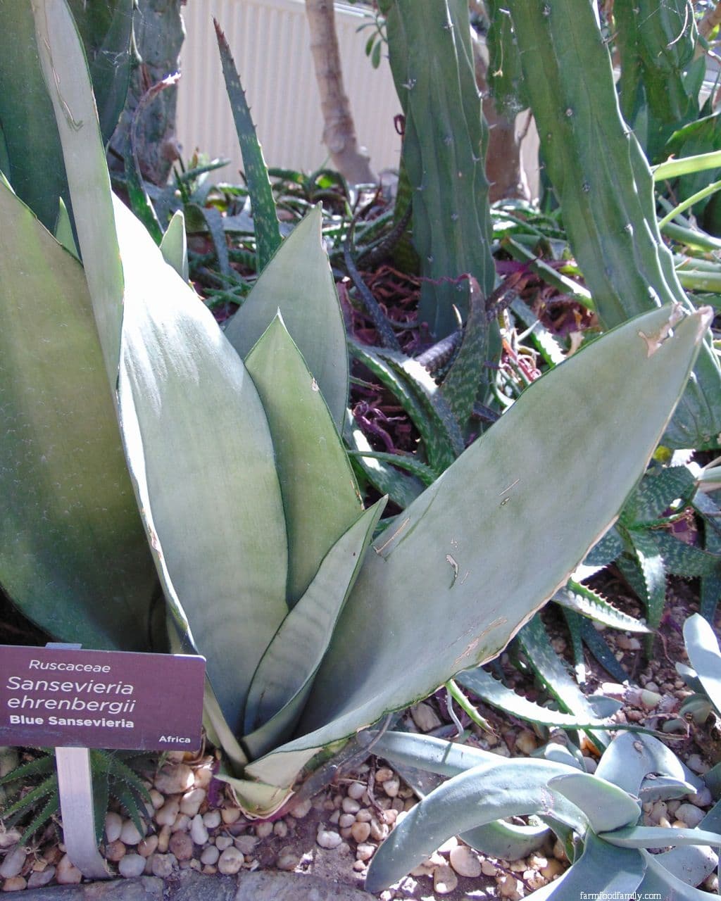 Sansevieria Ehrenbergii 'Blue Sansevieria'