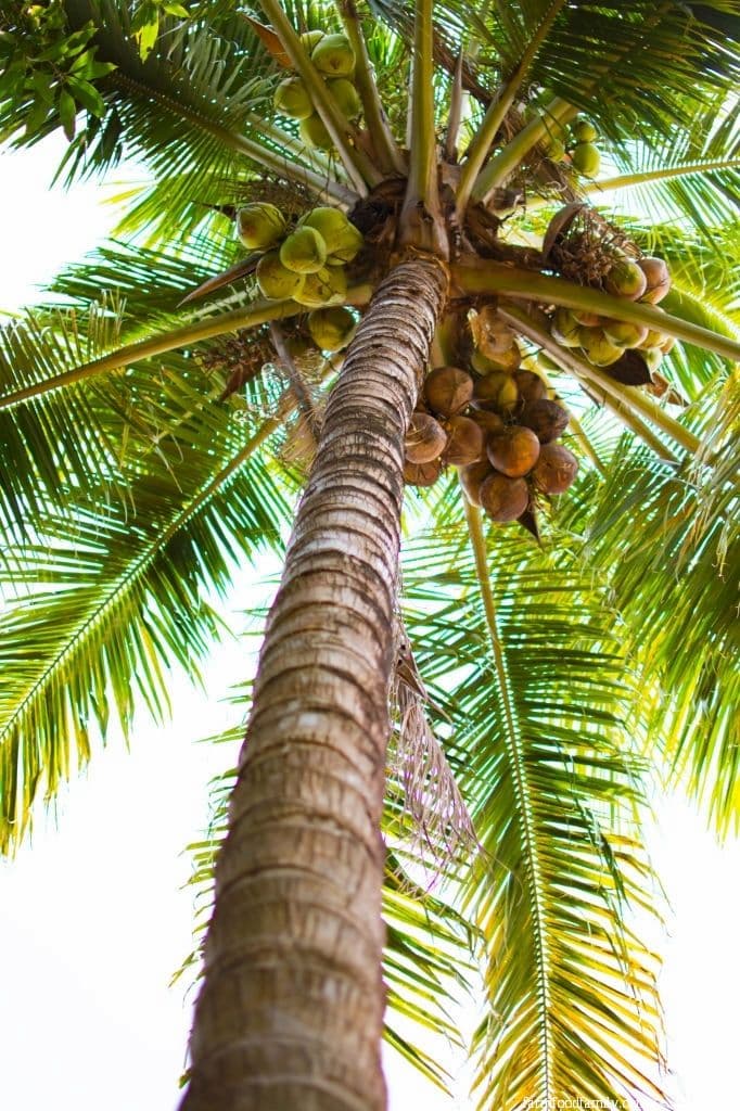Coconut Palm (Cocos Nucifera)