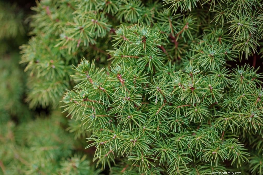 Picea abies 'Tompa' (Norway Spruce)