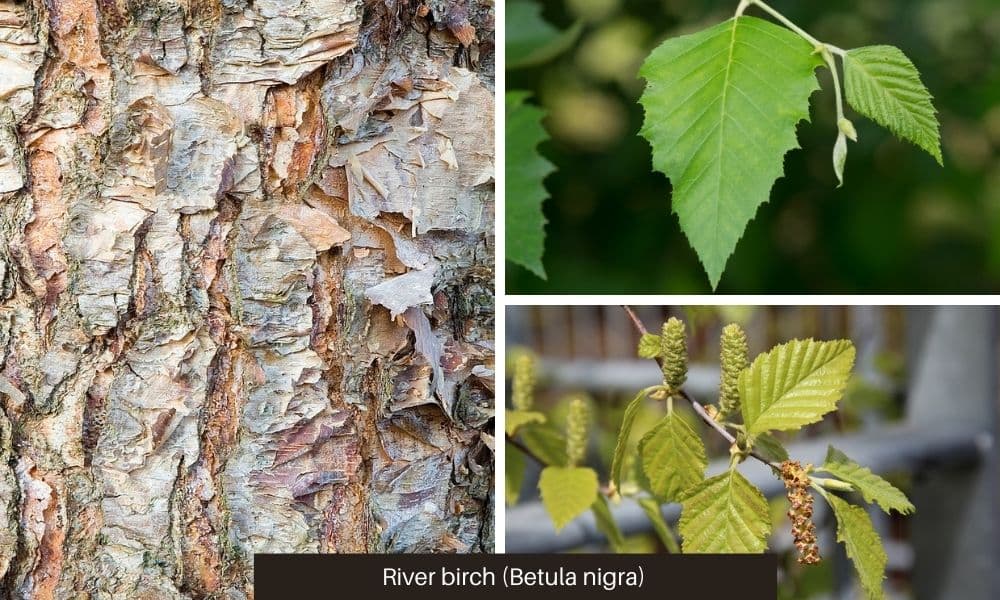 11 river birch bark leaves