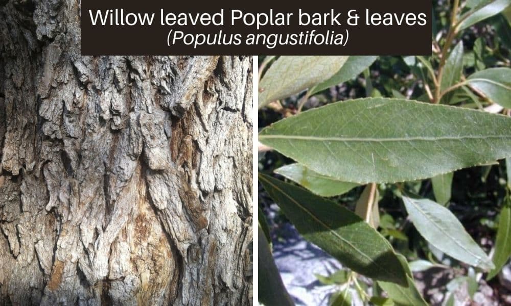 11 willow leaved poplar leaves bark