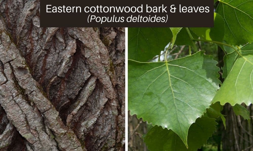 12 eastern cottonwood leaves bark