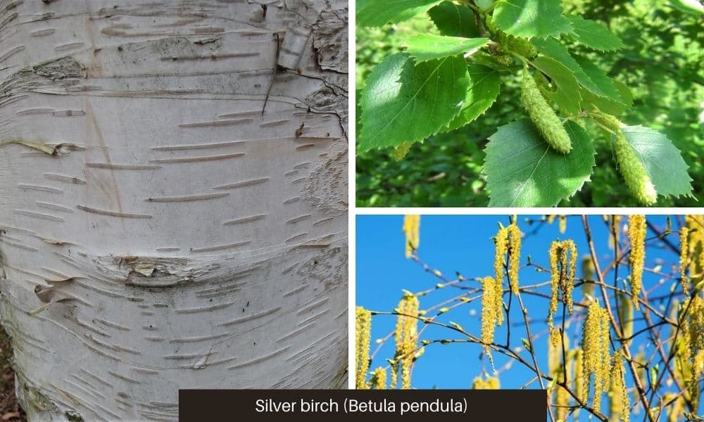 12 silver birch bark leaves