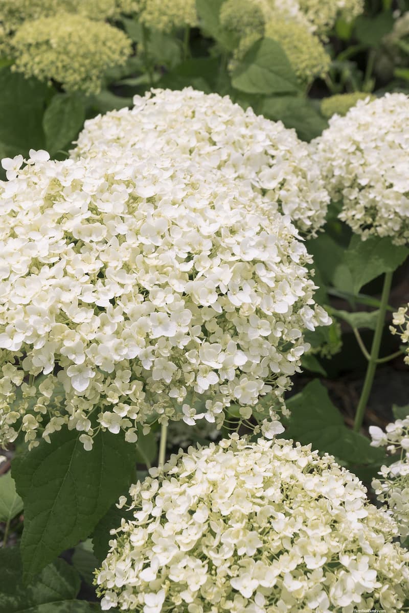 Seaside Serenade Bar Harbor Hydrangea