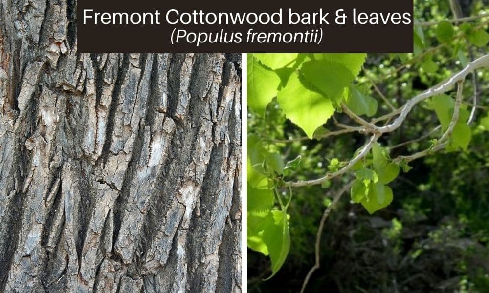 13 fremont cottonwood leaves bark