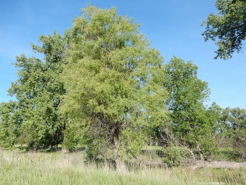 PeachLeaf Willow (Salix amygdaloides)