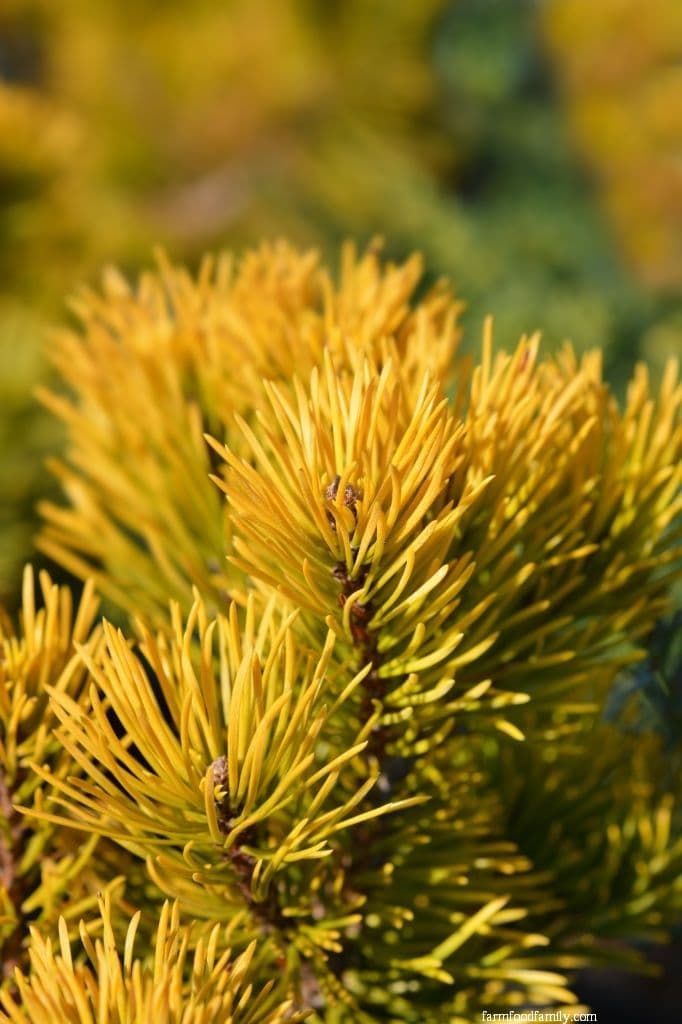 Wintergold Mugo Pine (Pinus mugo 'Carsten's Wintergold')