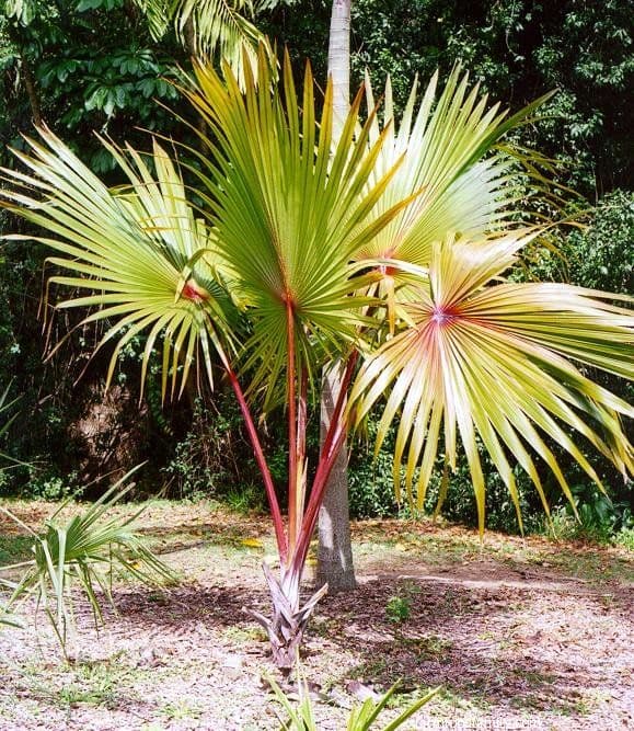 Latania Palm (Latania lontaroides)
